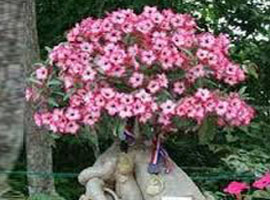 Adenium Plant
